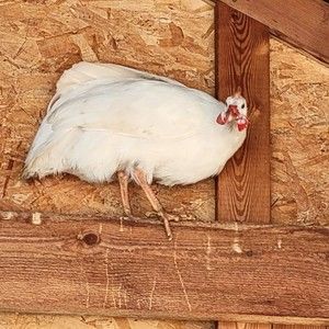 Meet your Posher, Posh